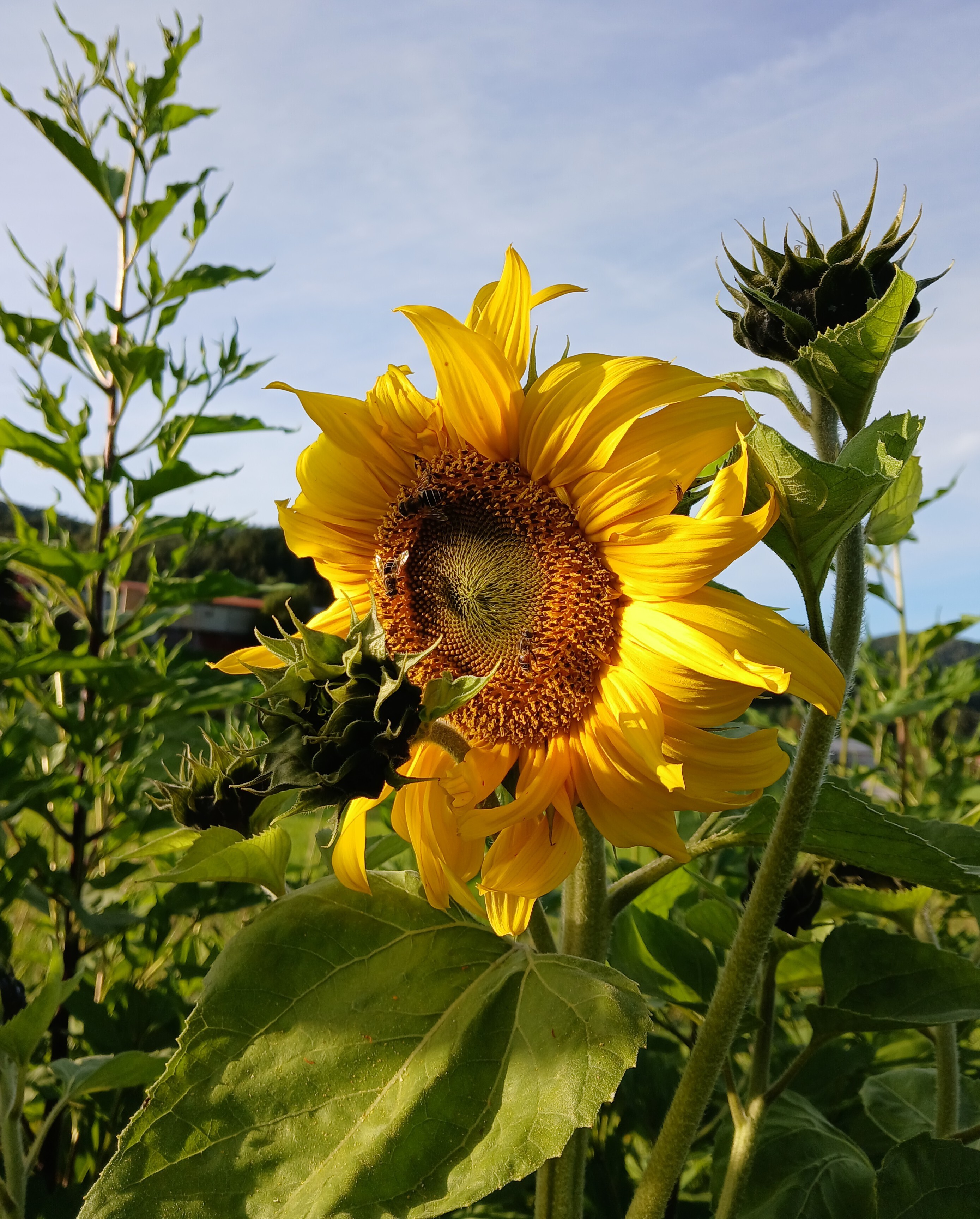 Behov for å fremme arbeid med jordhelse og agroøkologi i Norden