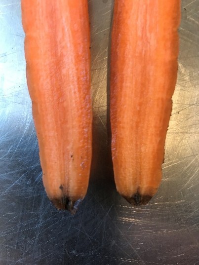 Bilde 1. Gulrot angrepet av den jordrelaterte sykdommen klosopp. Foto: M.G. Thomsen, NIBIO.