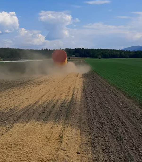 Bruk av halmutlegger i løk, på Toten 14.6. Foto: K. Bysveen
