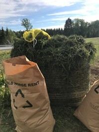 Ferskt gras klart for å tilføres som plantehakk i feltforsøk. Foto: M. Goul Thomsen