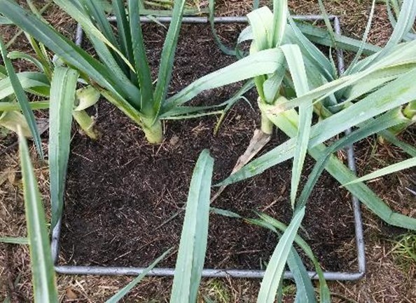 Måling av dekningsgrad av ugraset og prøveuttak av dekkematerialet med metallrammer. Jorddekket er fjernet i rammen. Røtter kan sees i overflaten. Foto: R. Seljåsen