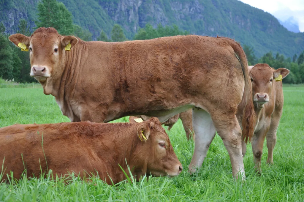 Limousin
