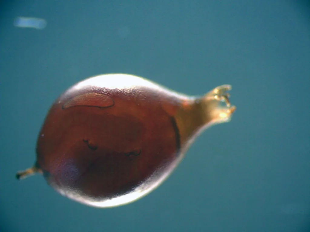 Av 25 kokonger fra stormeitemark ble 18 stykker funnet i to av pottene uten sprøyting, og bare syv kokonger i en av de seks pottene som ble sprøytet