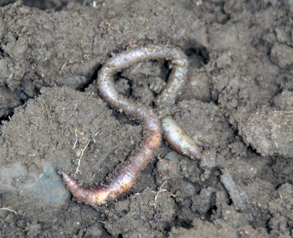 Meitemark øker omdanningshastigheten på organisk materiale og vanninfiltrasjonen i jorda.