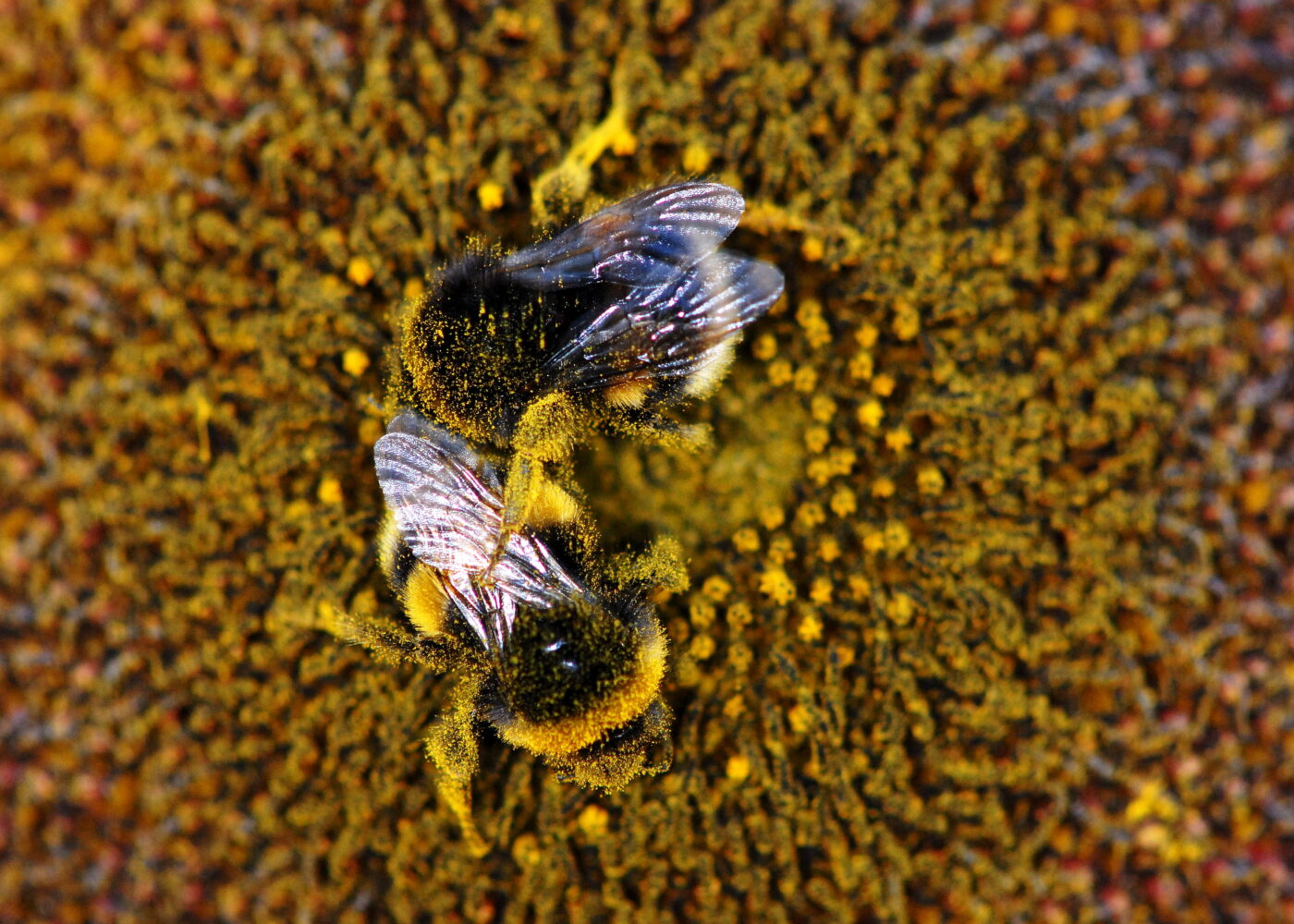 Humlene trenger blomstrende åkerkanter