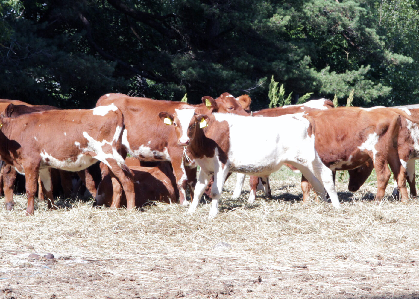 Økt motstandskraft mot ekstremvær