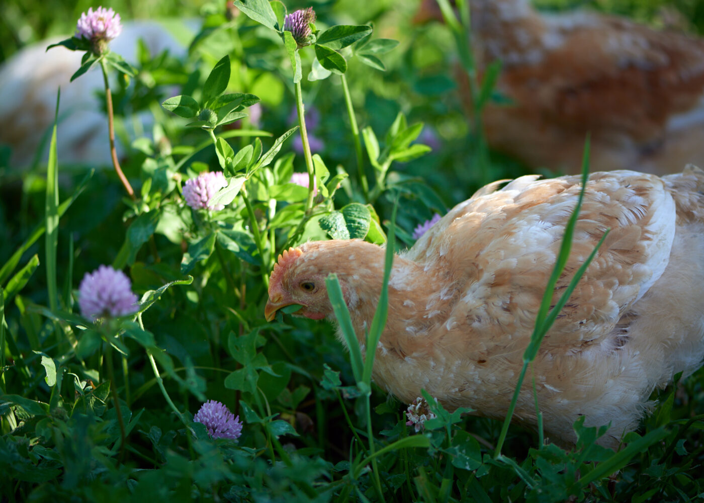 Forsøk med saktevoksende kyllinger på ulike uteområder
