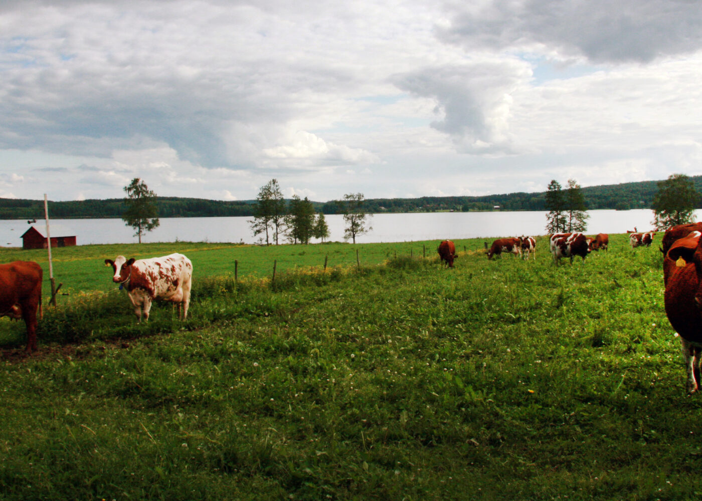 Klimasmarte metoder i økologisk landbruk