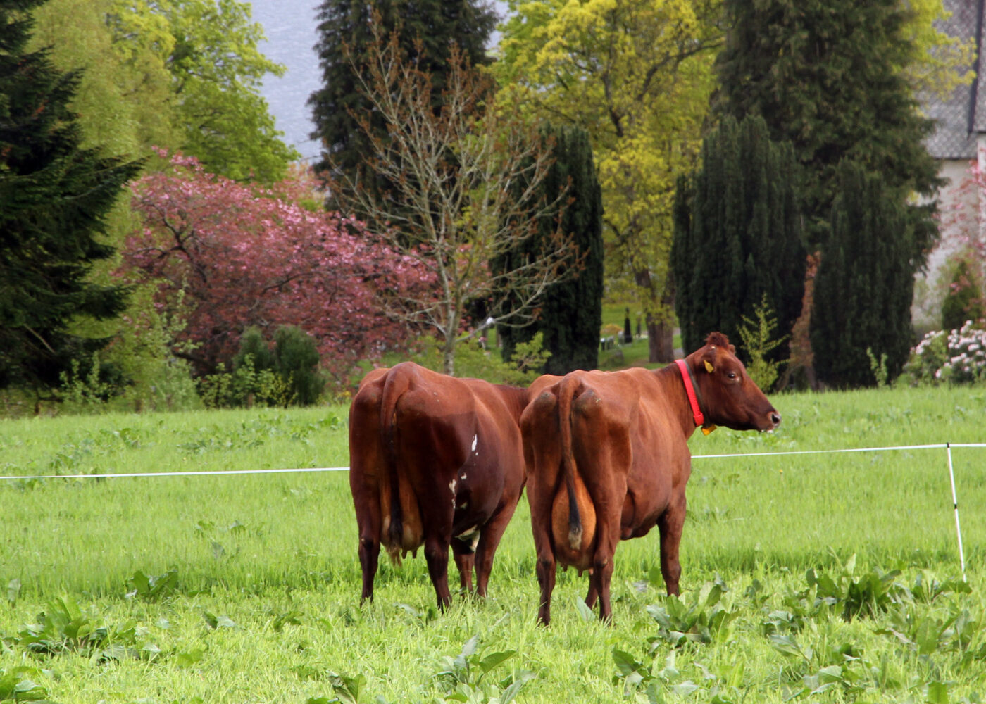 God agronomi og godt husdyrstell gir lavere utslipp av drivhusgasser God agronomi og godt husdyrstell gir lavere utslipp av drivhusgasser