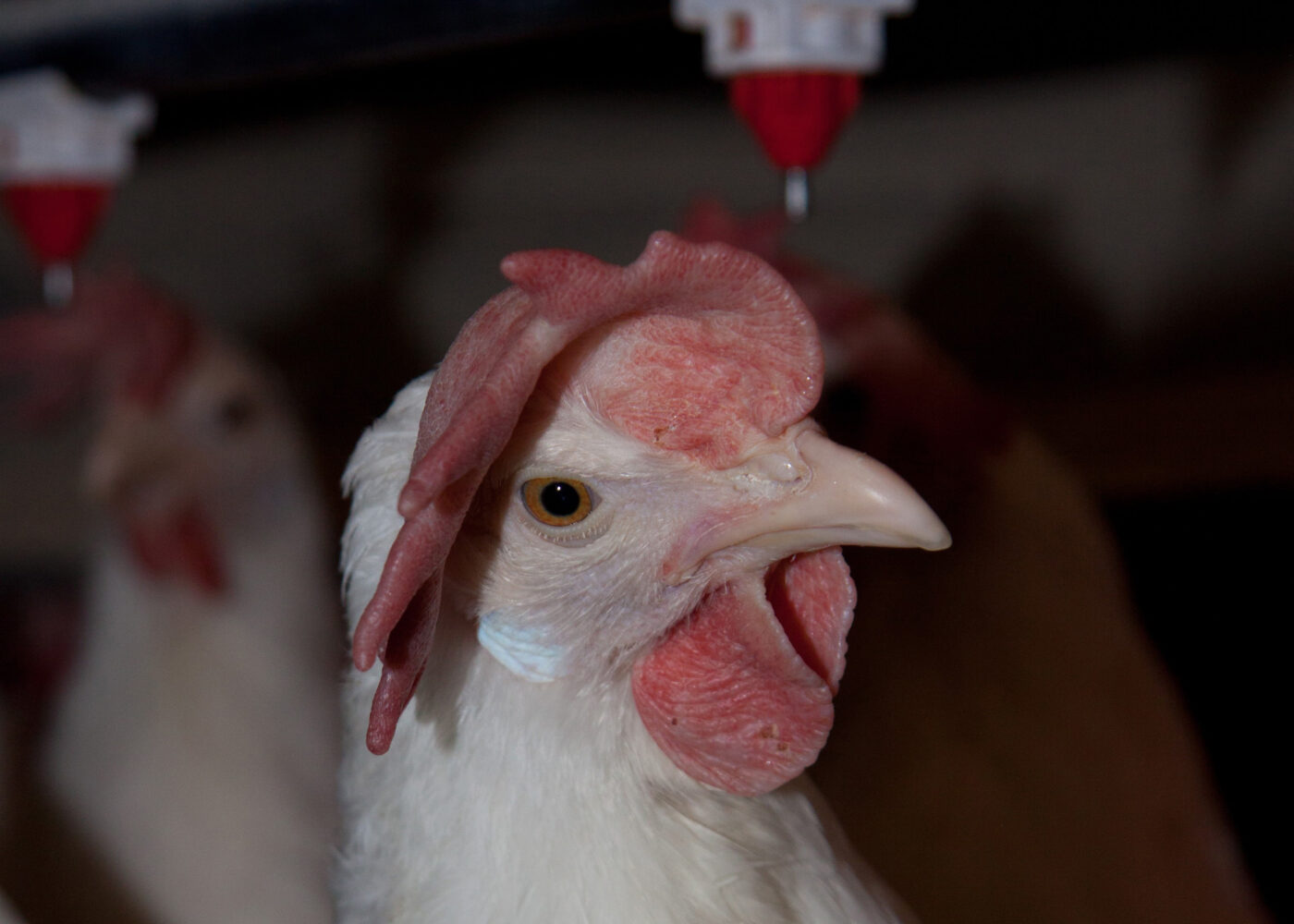 Hva gjør vi med slakteklare verpehøns?