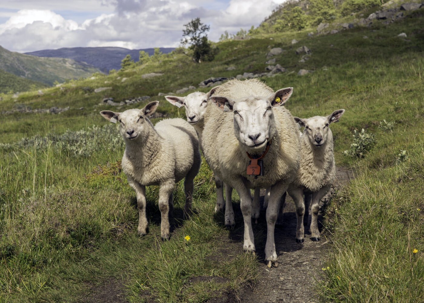 Det lille hullet begrenser etekapasiteten