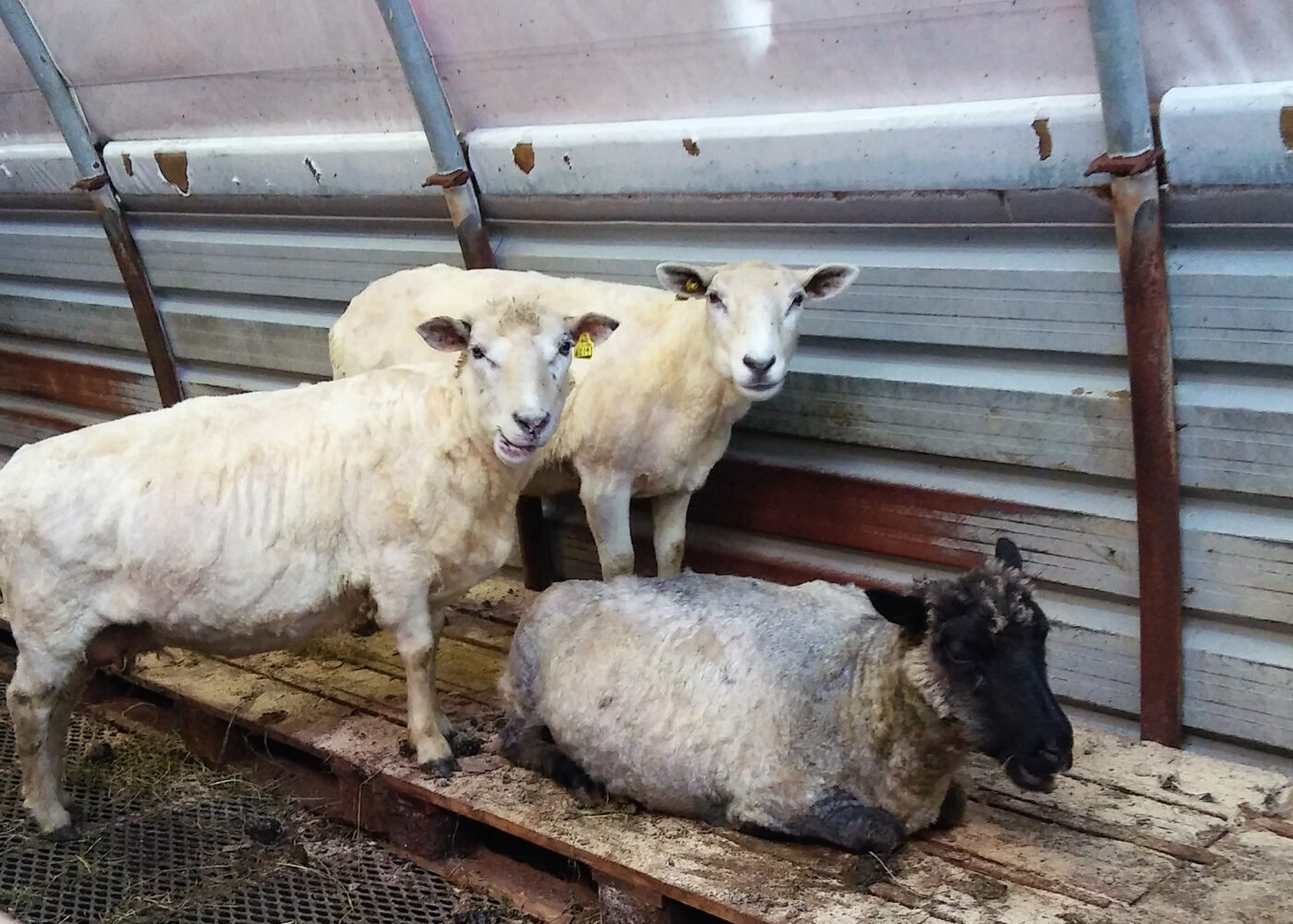 Tett liggeunderlag til norsk økosau