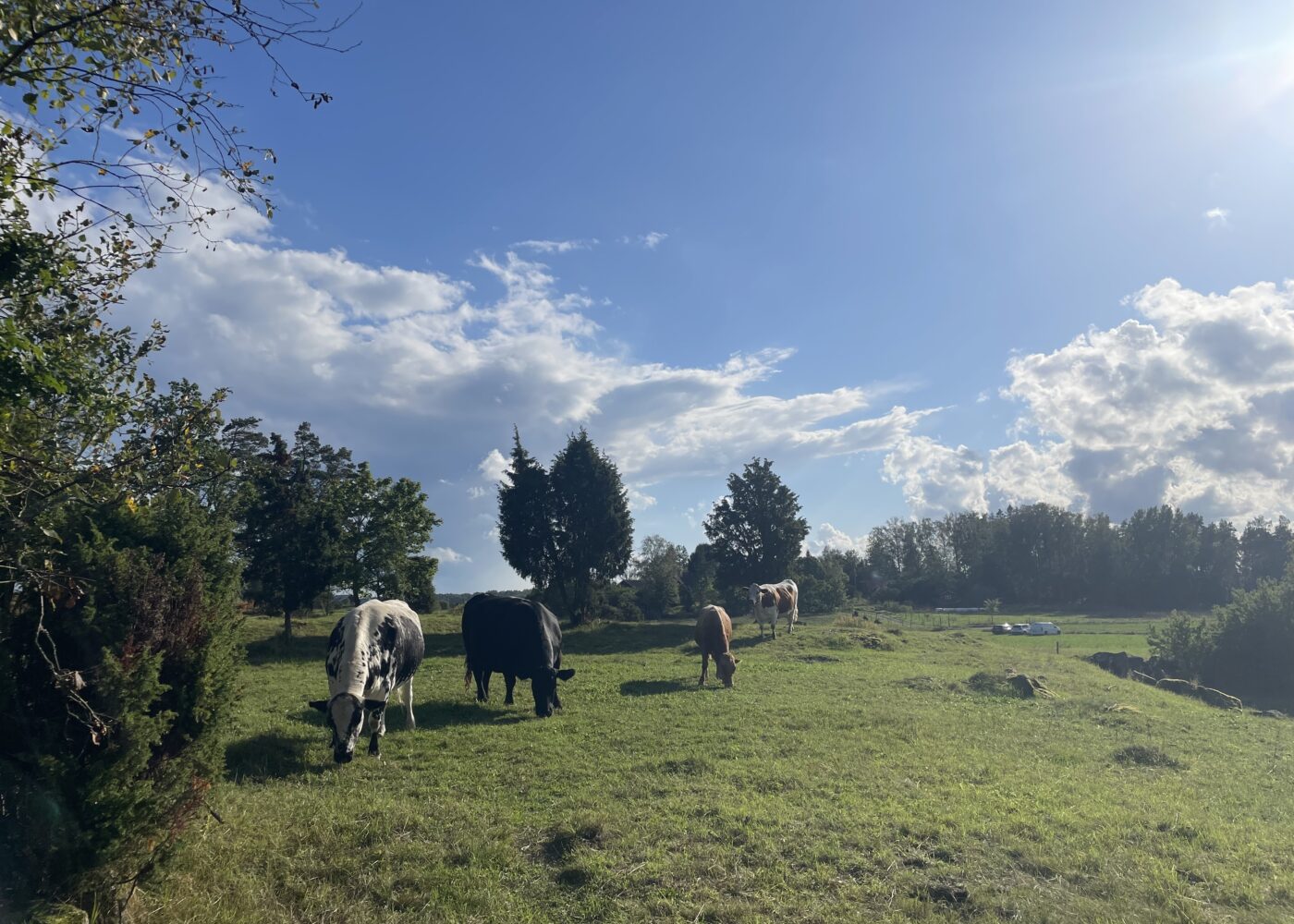 Mer samspill mellom planter og dyr i landbruket Mer samspill mellom planter og dyr i landbruket