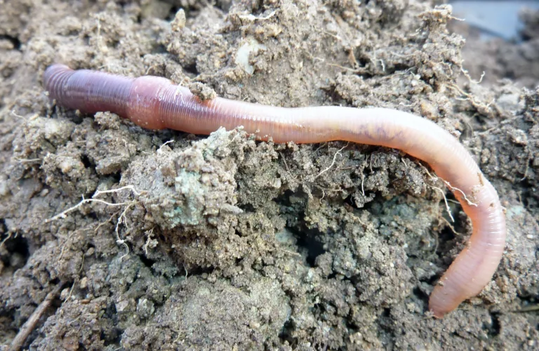 Ugrasmiddelet glyfosat påvirker livet i jorda