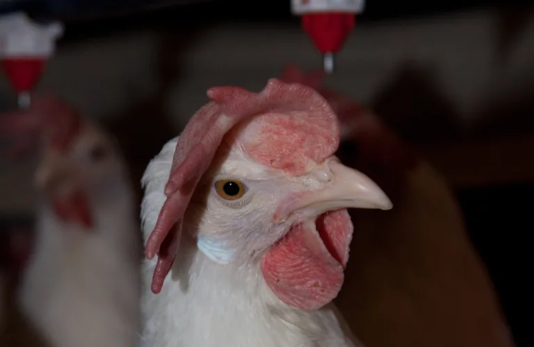 Hva gjør vi med slakteklare verpehøns?