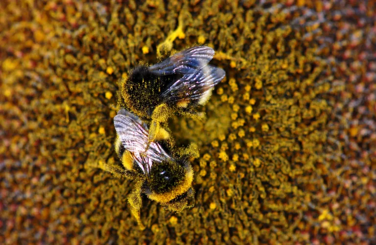 Humlene trenger blomstrende åkerkanter