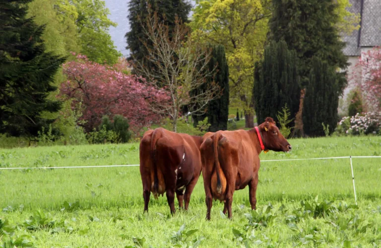 God agronomi og godt husdyrstell gir lavere utslipp av drivhusgasser