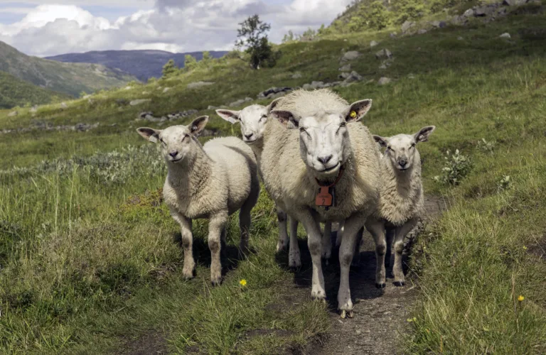 Det lille hullet begrenser etekapasiteten