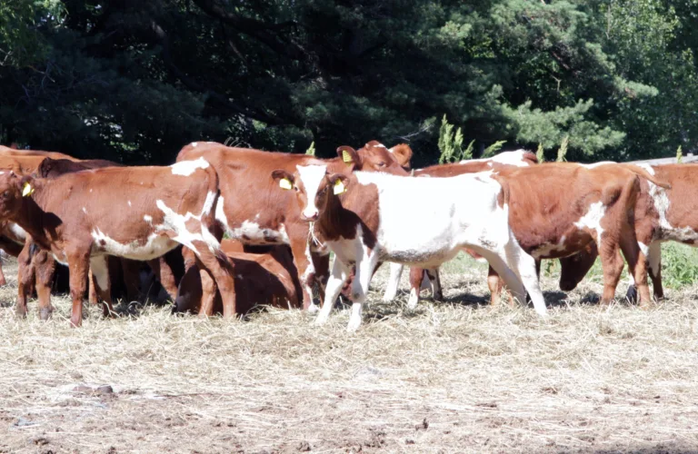 Økt motstandskraft mot ekstremvær