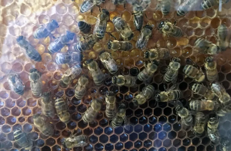 Honningbier trives på økoarealer