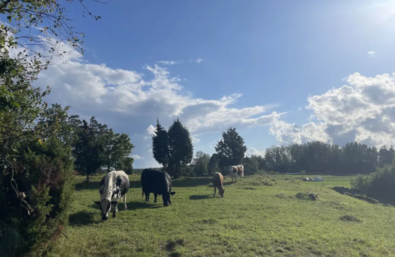 Mer samspill mellom planter og dyr i landbruket