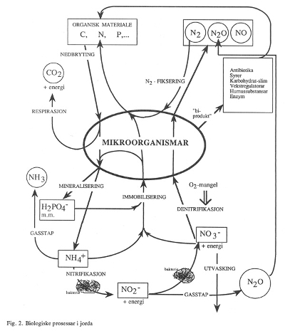 Figur 2: Biologiske prosessar i jorda. . Foto: Bibbi Thorbjørnsen