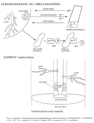 Figur 4: Verknader av biologisk aktivitet på tilgjengelegskap av mineralnæringsemne (Definisjonar: M+ = metall-kation, t.d. K+, Ca2+. Ca = kalsium, P = fosfor, K = kalium, FeIII = treverdig jern, FeII = toverdig jern).
