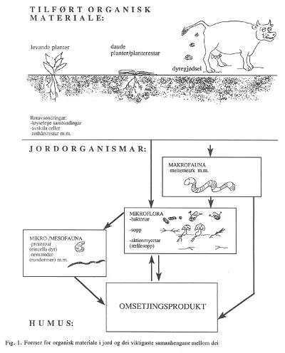 Figur 1: Former for organisk materiale i jord og dei viktigaste samanhengane mellom dei.