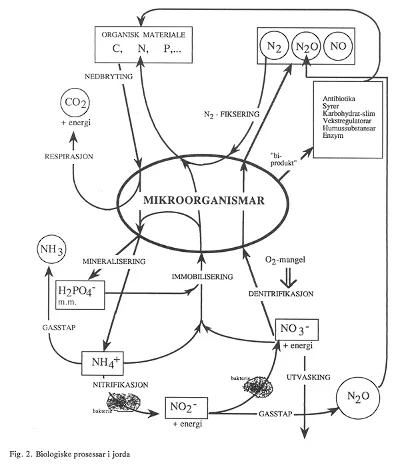 Figur 2: Biologiske prosessar i jorda.