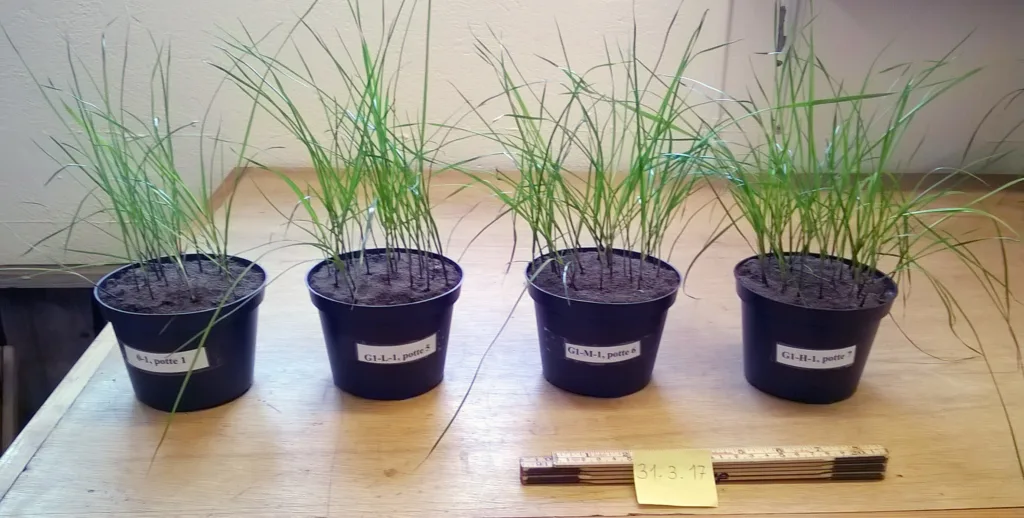 (Figur 1) Potter med raigras klar for første høsting, 31. mars 2017. Fra venstre: Kontroll uten gjødsel, deretter potter gjødslet med lav, middels og høy mengde sediment, også kalt grakse, av slaktet, finmalt og hydrolysert høne. Avlinga per potte var i snitt 1,5 g for kontroll-leddet, 2,9 g for lav, 3,9 g for middels og 3,9 g for høy mengde sediment (snitt for 3 gjentak).