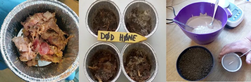 Fra venstre: Ferskt materiale av hele høner etter avliving og hakking. I midten: Samme materiale etter 4 måneders lagring ved 10-15 ºC. Til høyre: Bollen inneholder sediment etter hydrolyse av slaktede, finmalte høner. Sedimentet ga god vekst til raigras i et potteforsøk, se figur 1