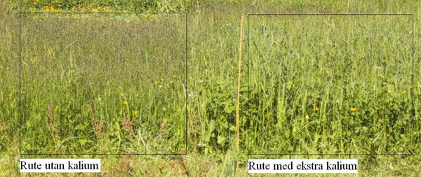 Forsøksruter utan og med kalium. Legg merke til skilnad i samansetnaden av planter i enga. Foto: Arve Arstein