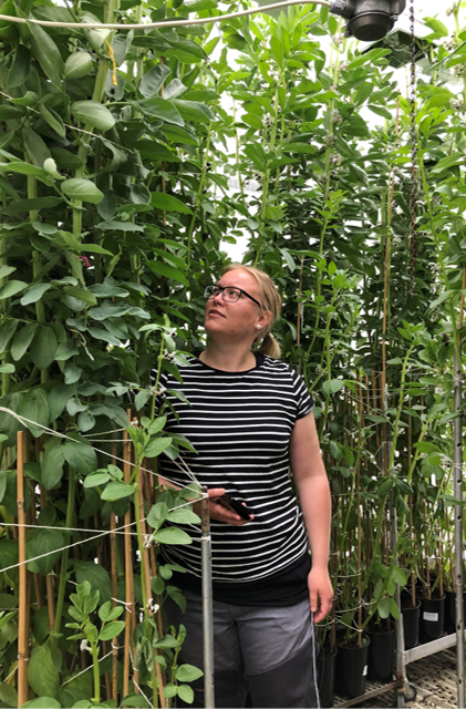 Åkerbønneforsøk i veksthus Foto Wendy Waalen Lundby undersøkte veksten til erter og åkerbønner dyrket i veksthus