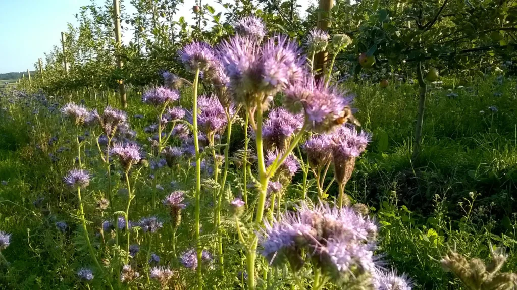Stripe med Honningurt i en frukthage.