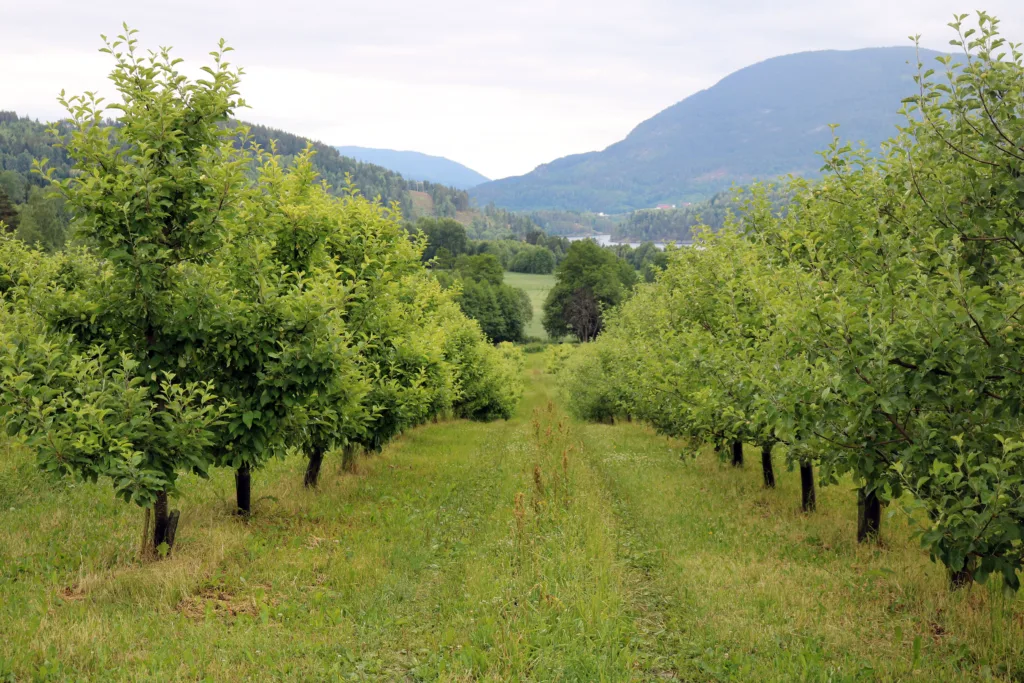 Det er fem meters radavstand og tre meter mellom trærne i raden. Trærne er mye større enn i tettplantinger