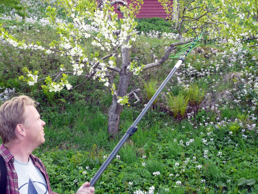 Rådgiver og fruktdyrker Jan Ove Nes demonstrerer bruk av håndholdt frukttynningsvisp. Den pisker av kronblader slik at det blir færre plommer å tynne manuelt. Tynning sikrer god kvalitet og størrelse på plommene, og gir jevnere avlinger fra år til år. Foto: Frøydis Lindén