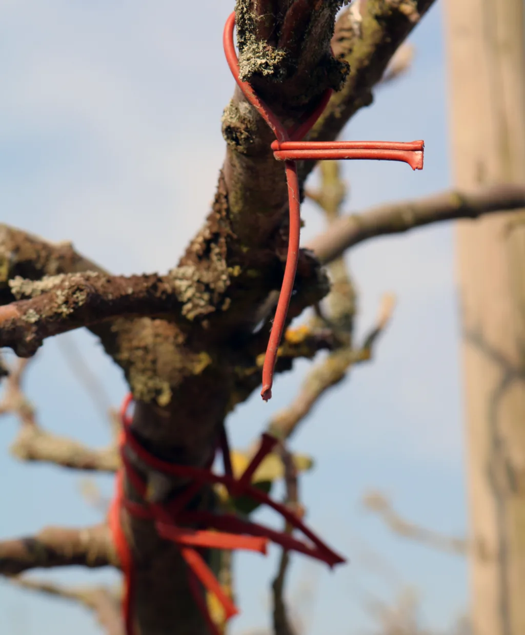 Plastbåndene er dispensere for feromoner, som forvirrer epleviklerne og hindrer hanner og hunner i å finne hverandre