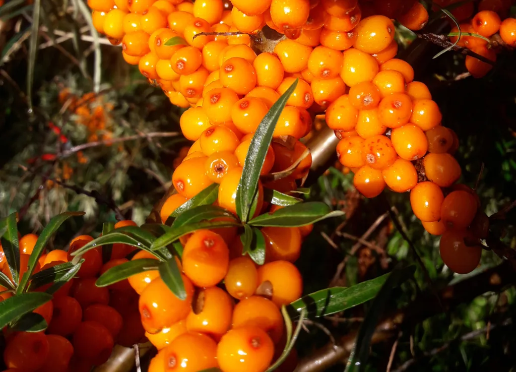 Modne bær og blader med høstfarger gjør tindvedbuskene til en estetisk nytelse om høsten. Avlinga per busk kan variere fra under en kilo til 10-15 kilo.