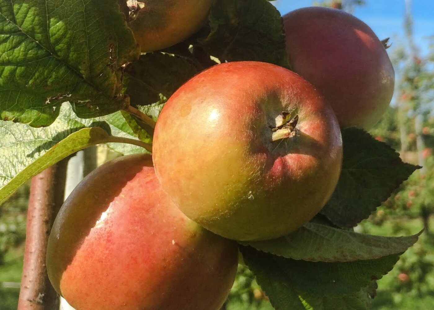 Ulike behov for små- og storskala produsenter
