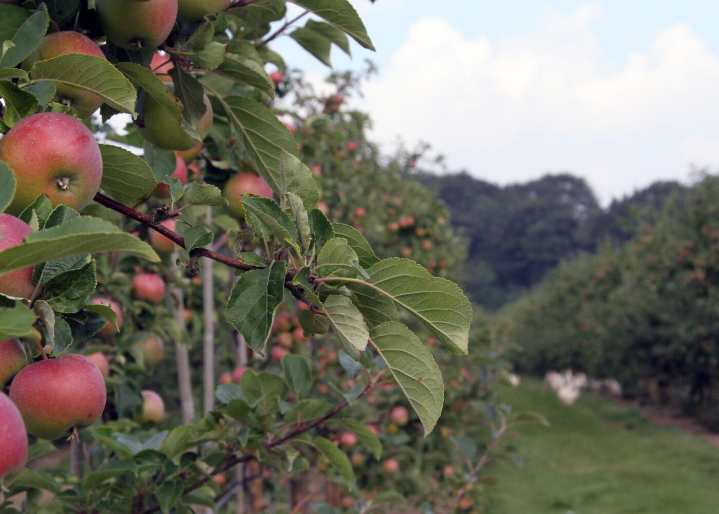Dansk økofrukt i medvind