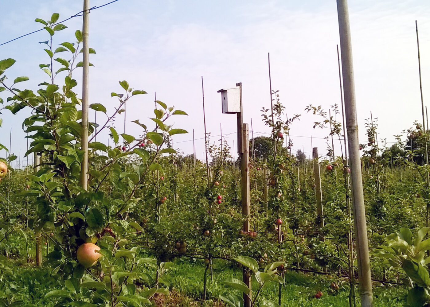 Biodiversitet som støtte i økologisk frukt- og bærdyrking