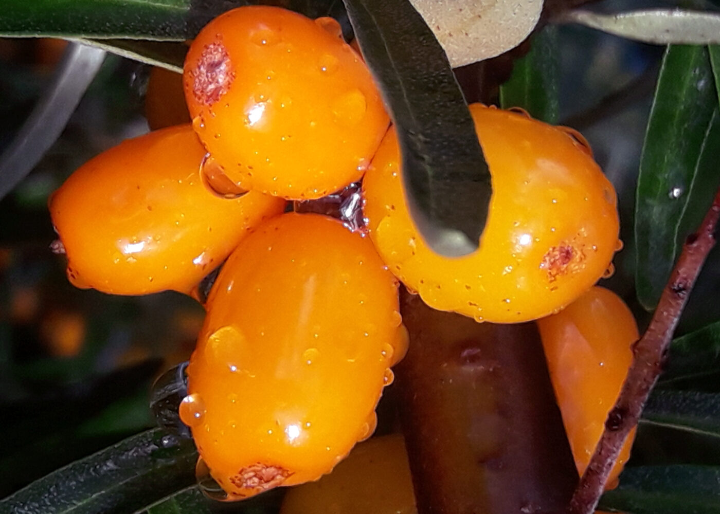 Tindved - Nordens pasjonsfrukt