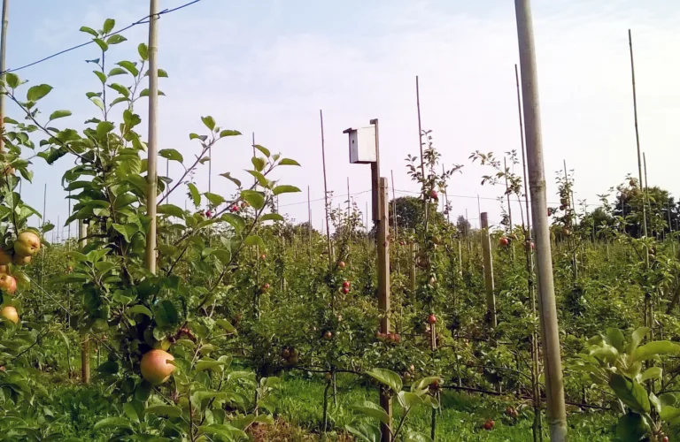 Biodiversitet som støtte i økologisk frukt- og bærdyrking