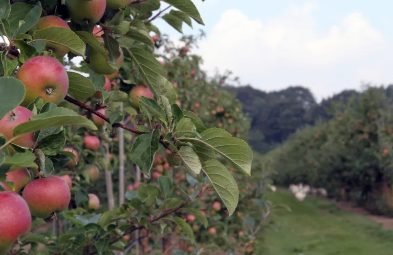 Dansk økofrukt i medvind