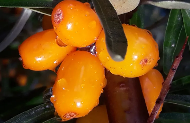 Tindved - Nordens pasjonsfrukt