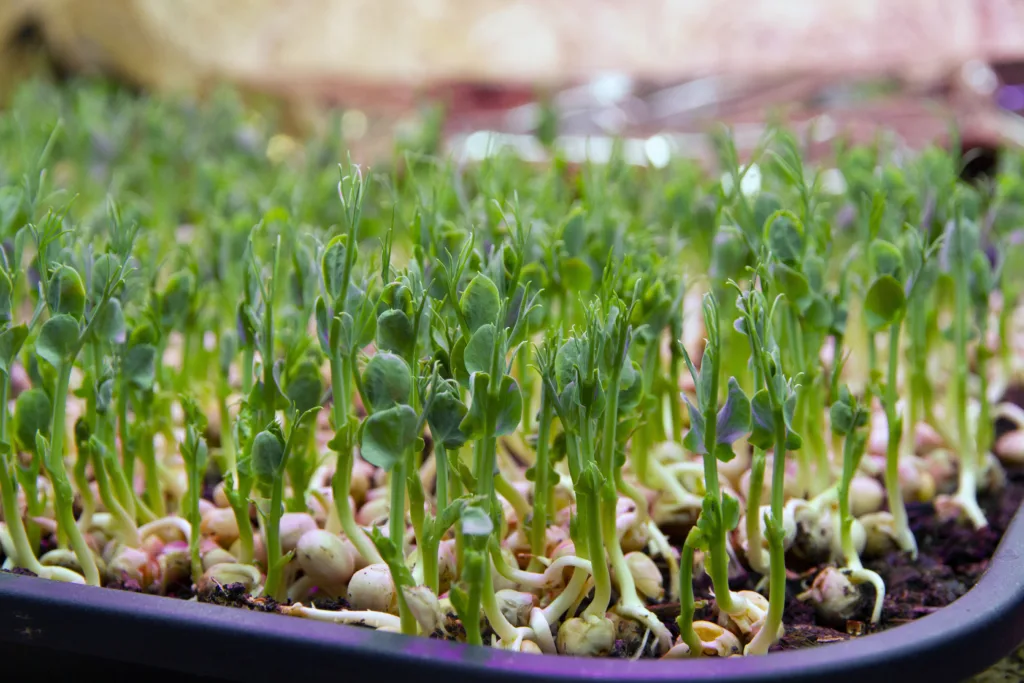 Mikrogrønt er populært.  Mari Sandsund dyrker mikrogrønt i oppalrommet i kjelleren