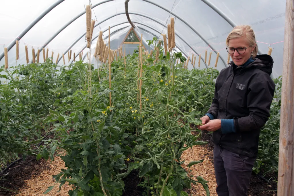 Tomater er også en del av sortimentet