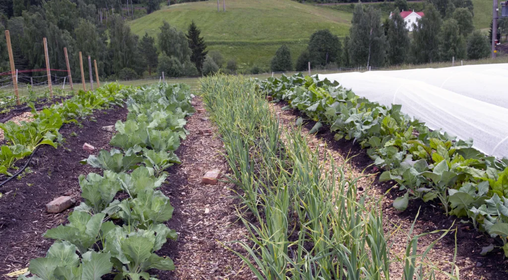Det er nok tilgang på økologisk frø av grønnsaker i følge forskning fra Danmark.