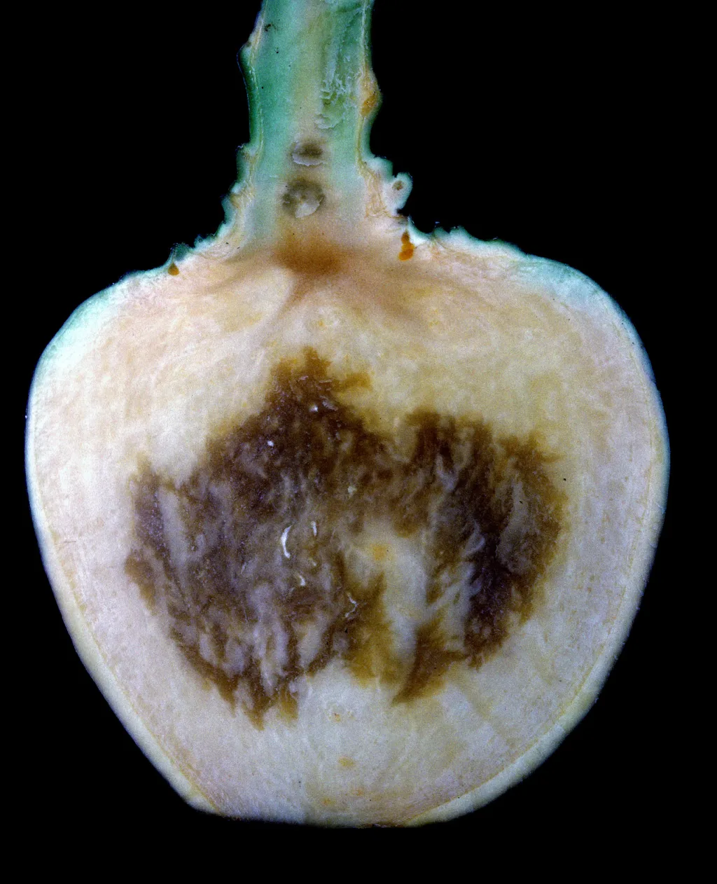 Kålrot med sterk bormangel. Vanligvis er det ikke noen ytre tegn på bormangel i kålrot. Gjennomskårne røtter viser vasstrekte felt med brunlig til grå farge på snittflata, dette kalles vattersott. Røttene får beisk smak og sjuke deler holder seg harde etter koking. Ved sterk bormangel blir røttene innhule og oppsprukne