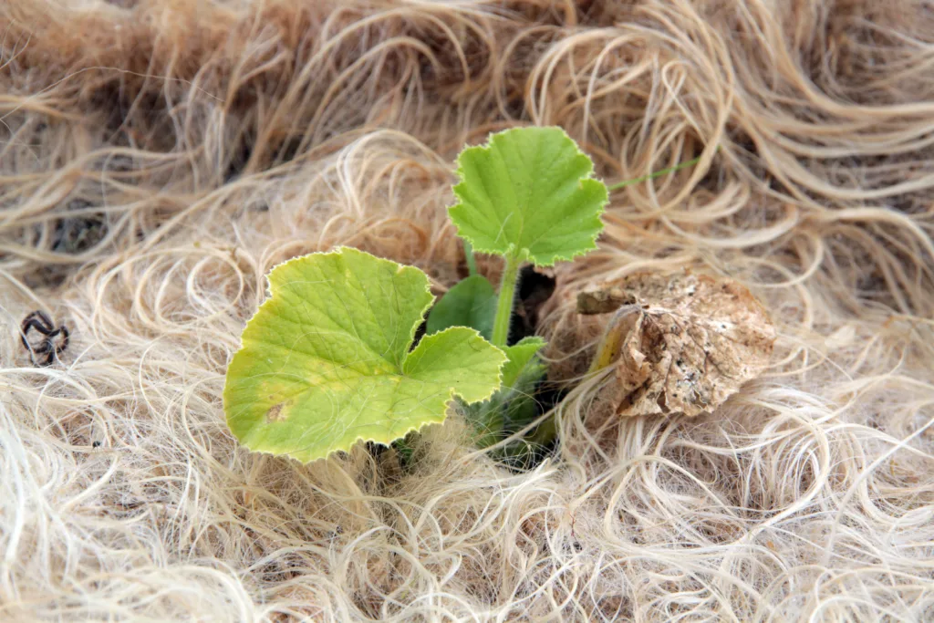 Jorddekke med ull er noko dei prøver ut. Her er det squashen som har fått ullteppe.